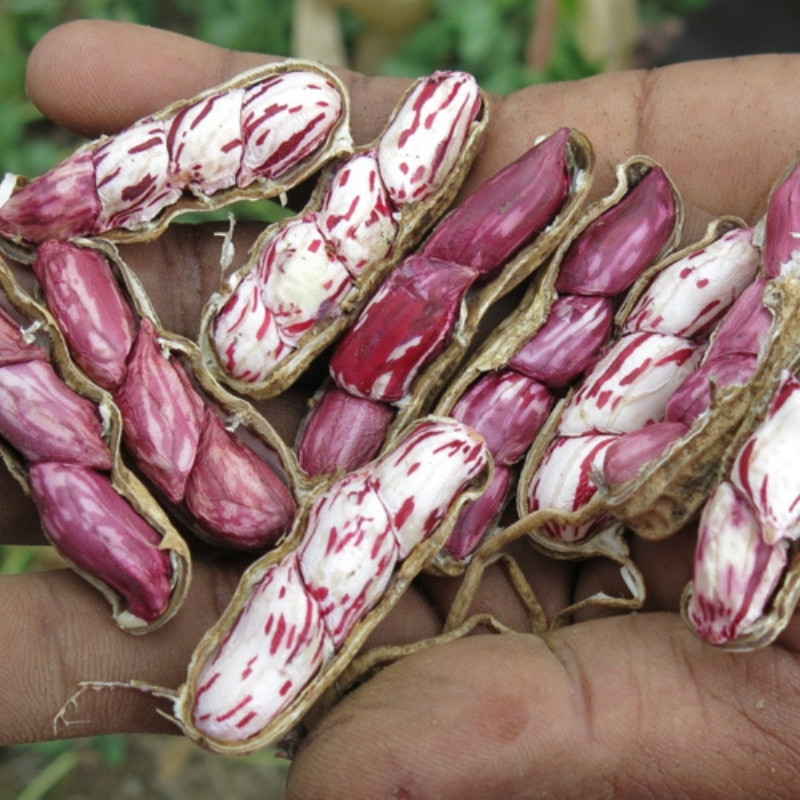Tiger Selected Stripped Peanut Seeds, Mae Hong Son Specialty - 10