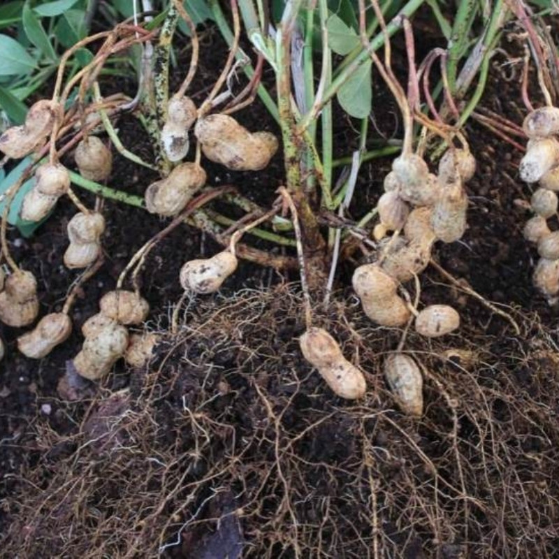 Tiger Selected Stripped Peanut Seeds, Mae Hong Son Specialty - 10