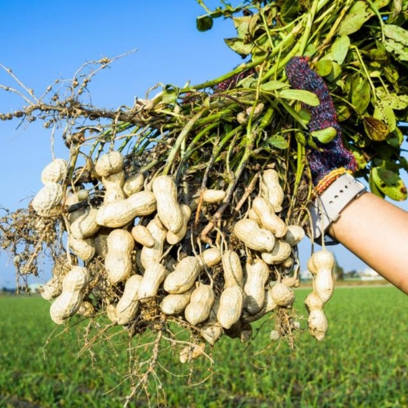 Tiger Selected Stripped Peanut Seeds, Mae Hong Son Specialty - 10