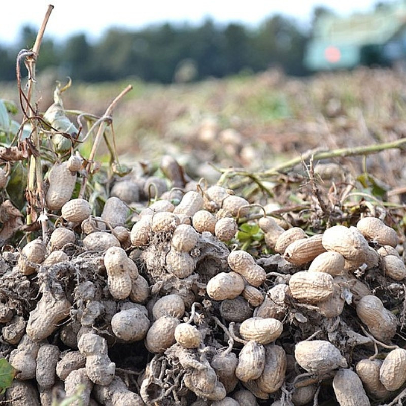 Tiger Selected Stripped Peanut Seeds, Mae Hong Son Specialty - 10