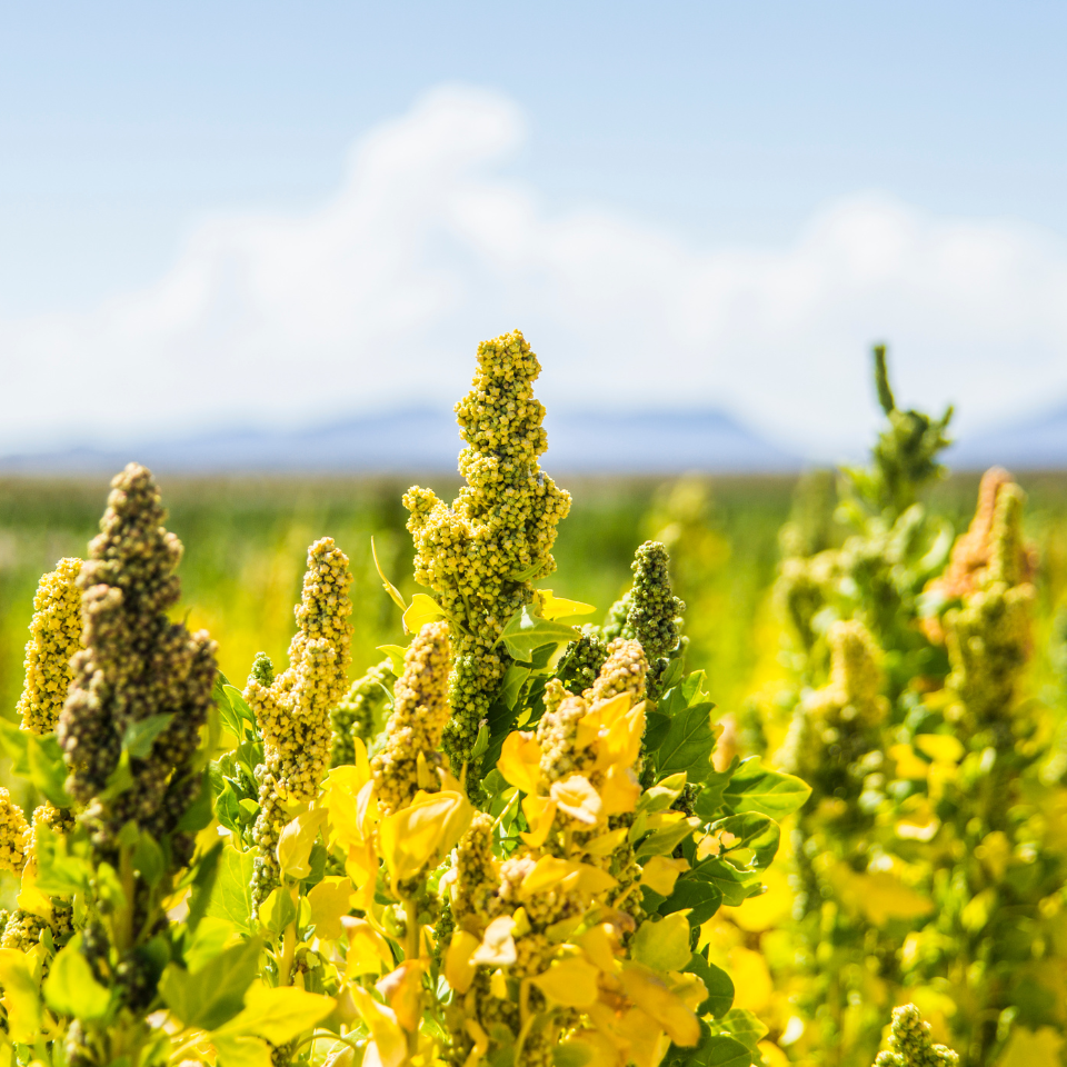 Quinoa White seeds, Chenopodium Quinoa - 50
