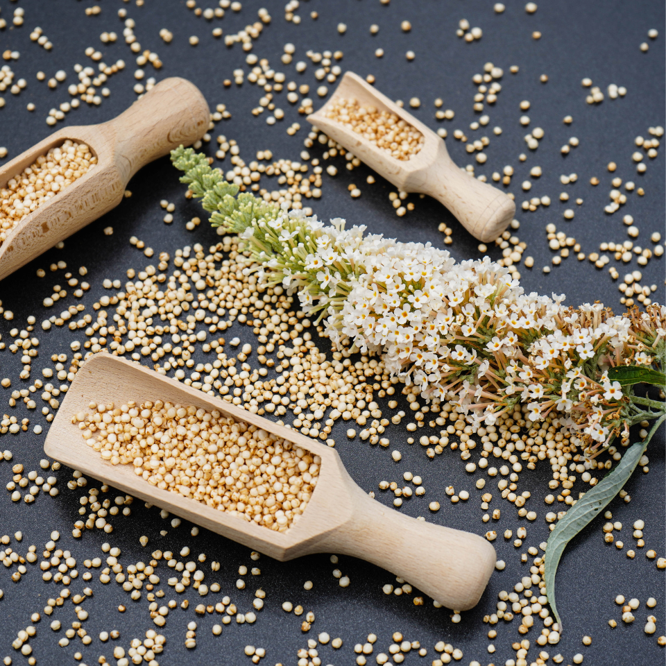Quinoa White seeds, Chenopodium Quinoa - 50