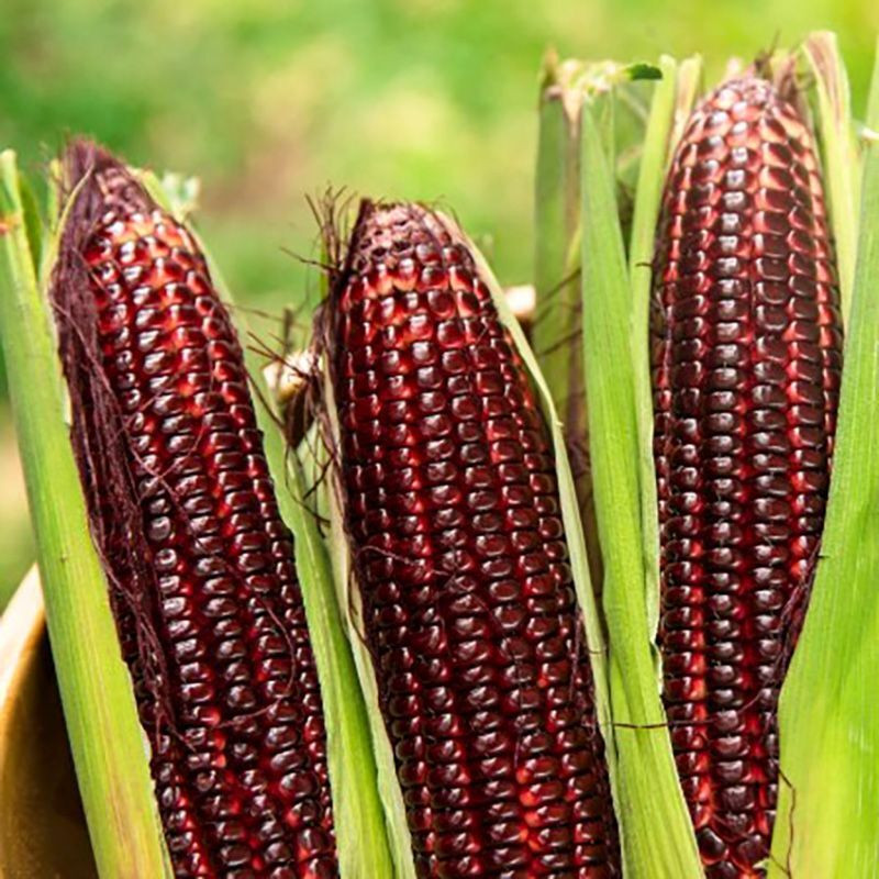 Red Ruby Corn seeds - 10