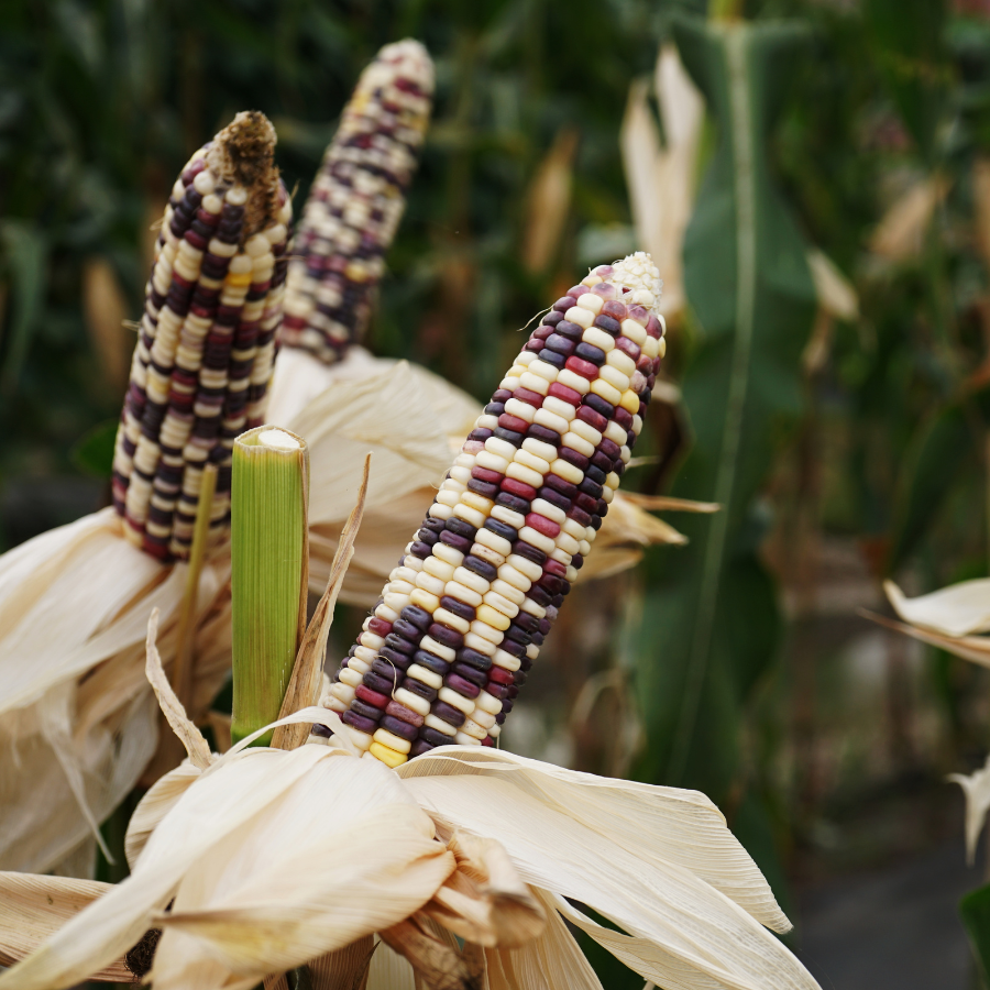 Waxy Corn Phuak Muang seeds - 10