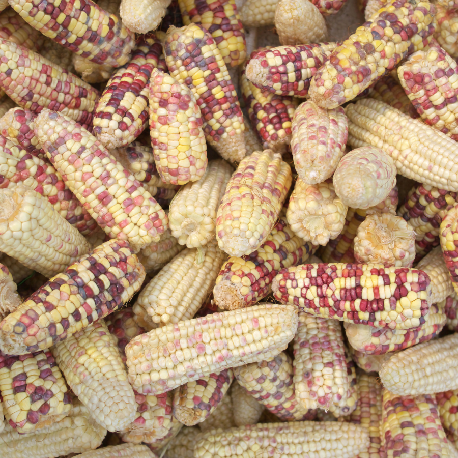 Waxy Corn Phuak Muang seeds - 30