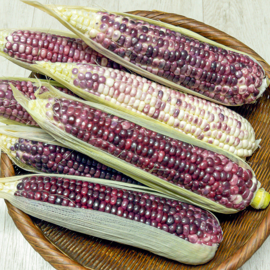 Waxy Corn Phuak Muang seeds - 30