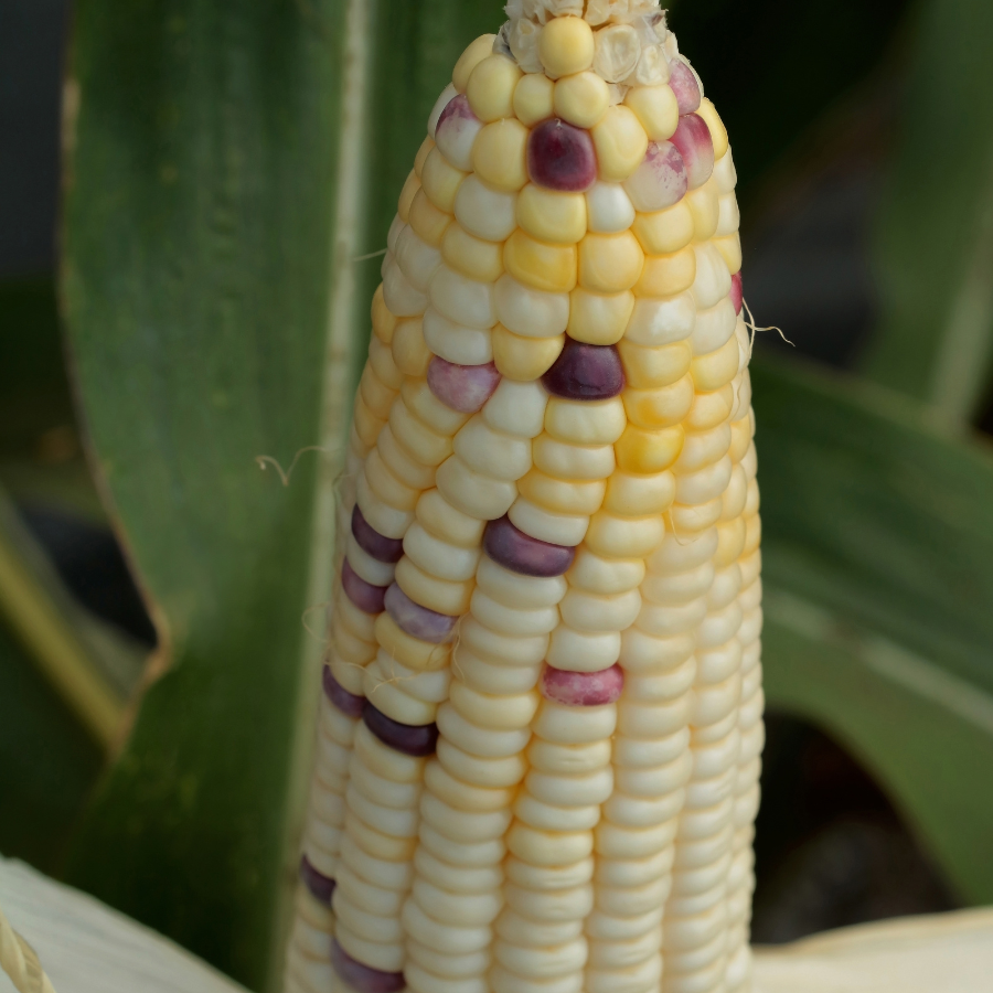 Waxy Corn Phuak Muang seeds - 30