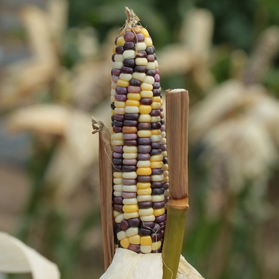 Waxy Corn Phuak Muang seeds - 30