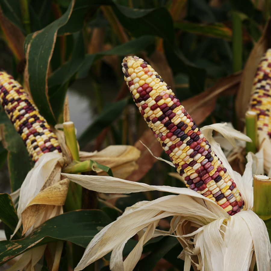 Waxy Corn Phuak Muang seeds - 30