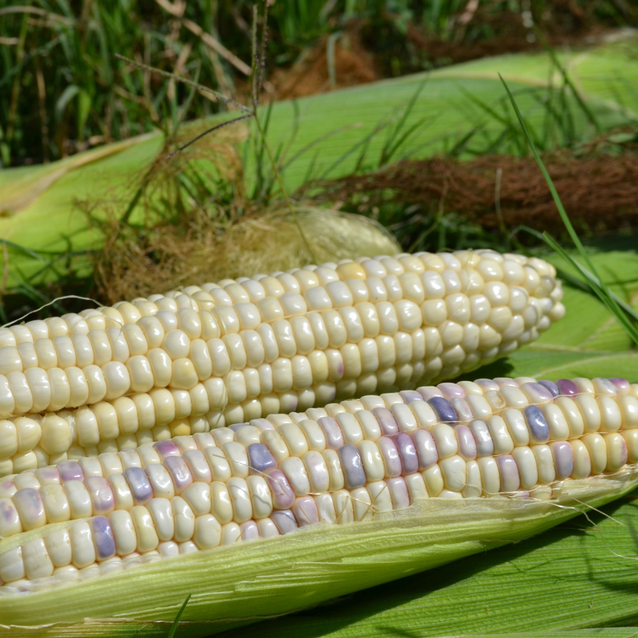 Waxy Corn Phuak Muang seeds - 30