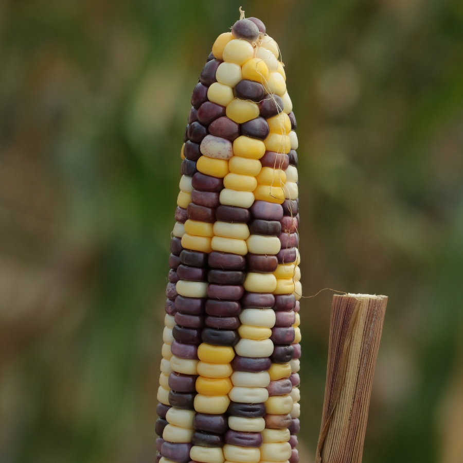 Waxy Corn Phuak Muang seeds - 30