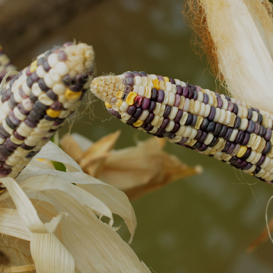 Waxy Corn Phuak Muang seeds - 30
