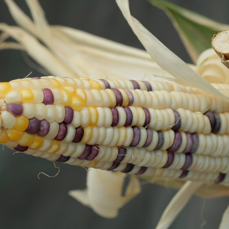 Waxy Corn Phuak Muang seeds - 30