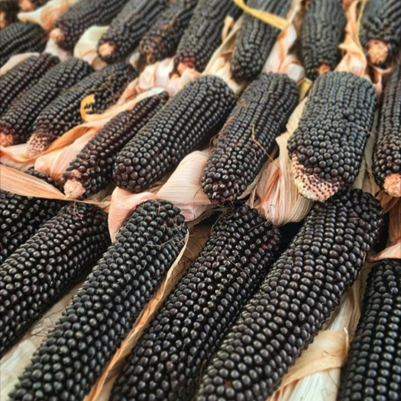 Purple Corn Seeds, Kculli Corn, Maiz Morado, Andean Black Corn - 10