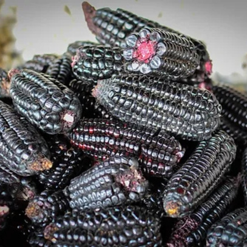 Purple Corn Seeds, Kculli Corn, Maiz Morado, Andean Black Corn - 10