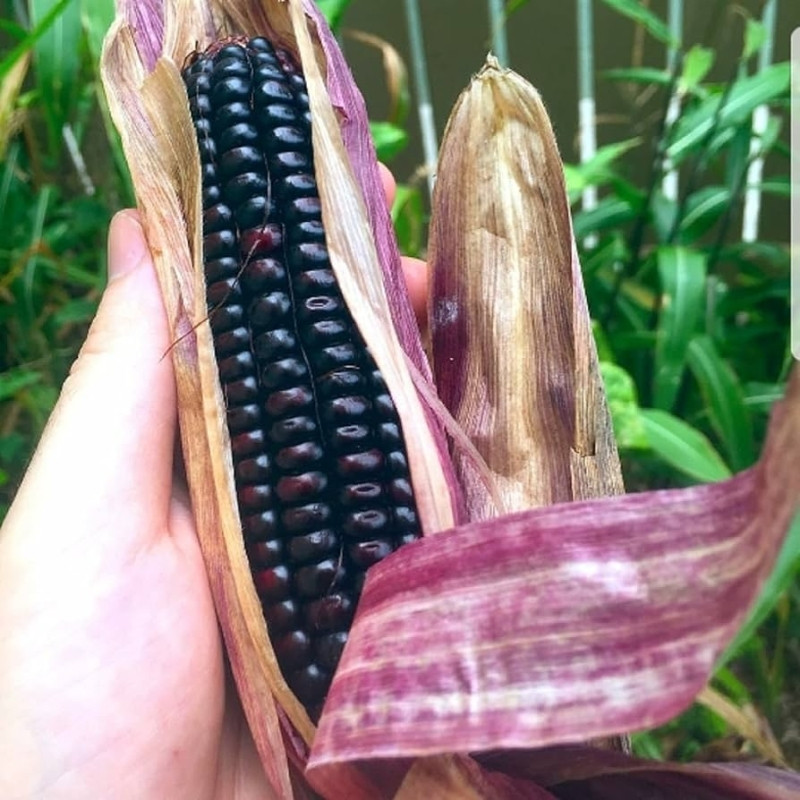 Purple Corn Seeds, Kculli Corn, Maiz Morado, Andean Black Corn - 10