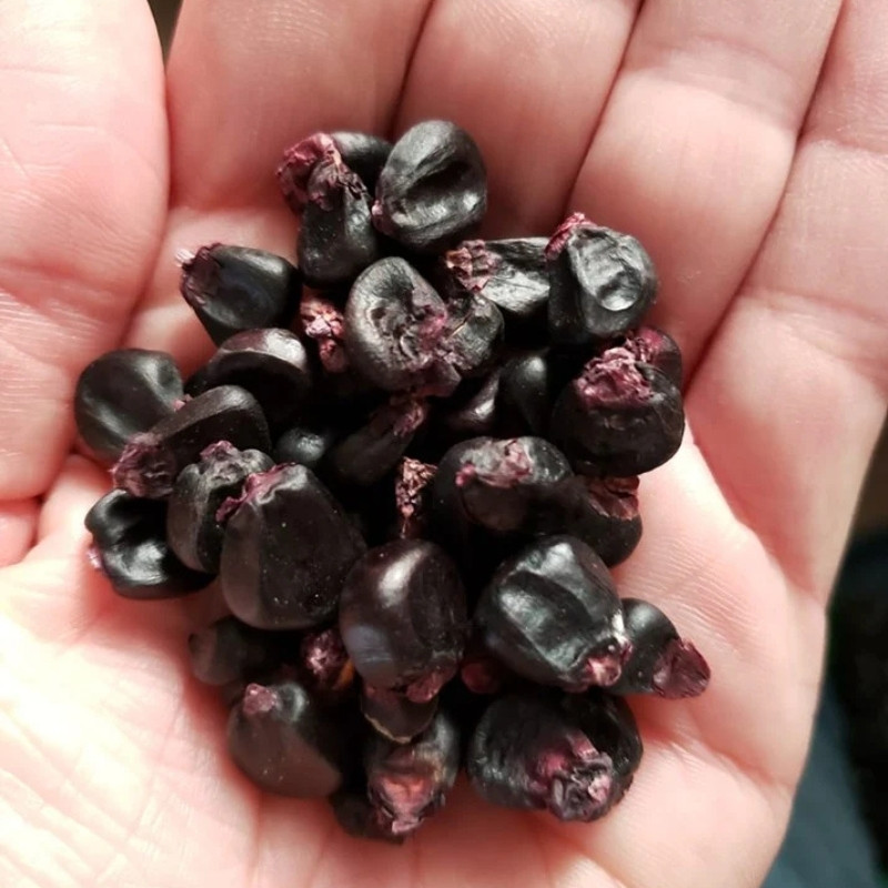 Purple Corn Seeds, Kculli Corn, Maiz Morado, Andean Black Corn - 10