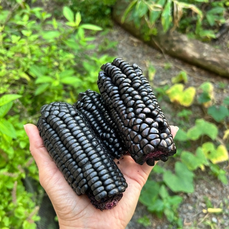 Purple Corn Seeds, Kculli Corn, Maiz Morado, Andean Black Corn - 10