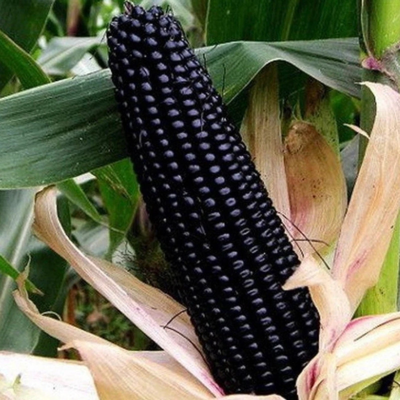 Purple Corn Seeds, Kculli Corn, Maiz Morado, Andean Black Corn - 10