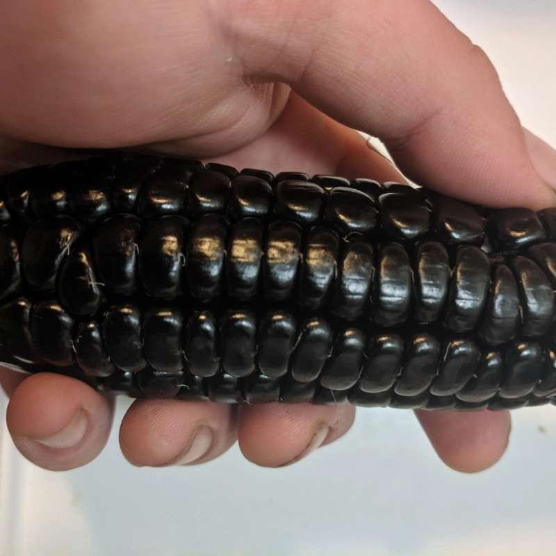 Purple Corn Seeds, Kculli Corn, Maiz Morado, Andean Black Corn - 10