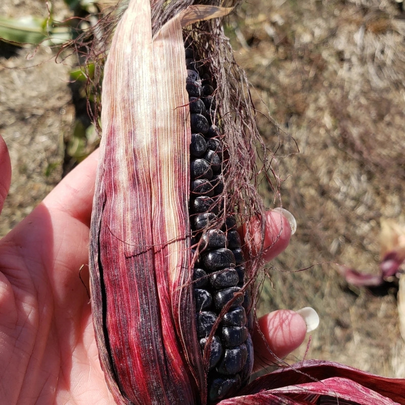 Purple Corn Seeds, Kculli Corn, Maiz Morado, Andean Black Corn - 10