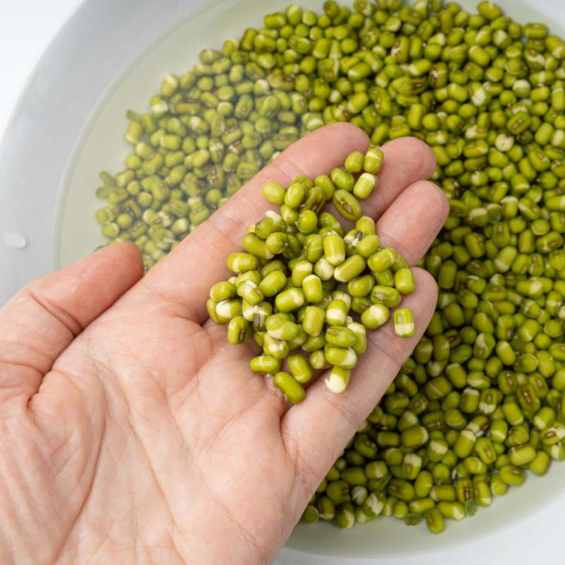 Vigna radiata, Green Moong Dal, Mung Bean - 100