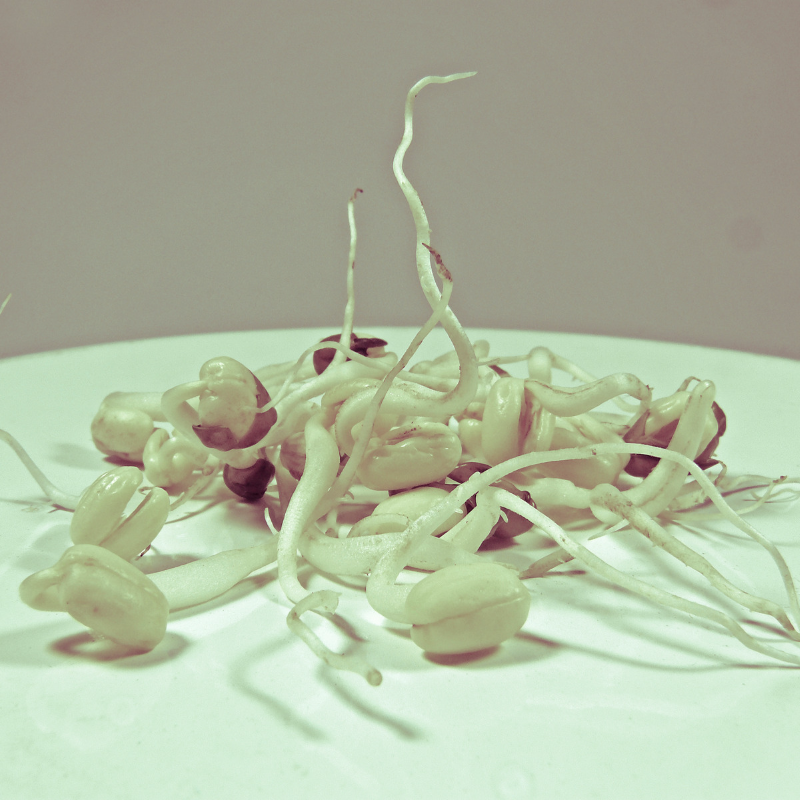 Vigna radiata, Green Moong Dal, Mung Bean - 100
