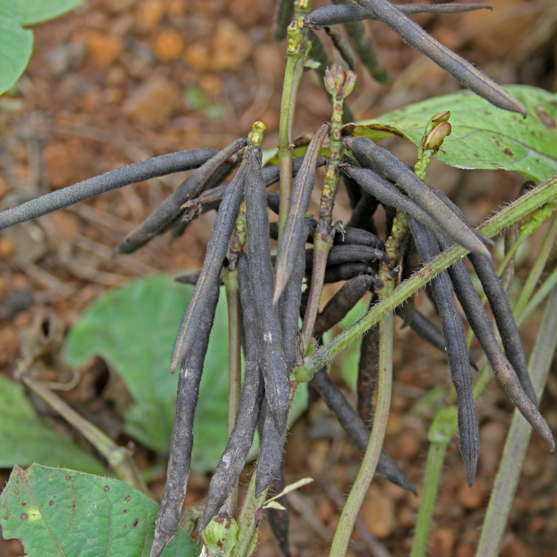 Vigna radiata, Green Moong Dal, Mung Bean - 100