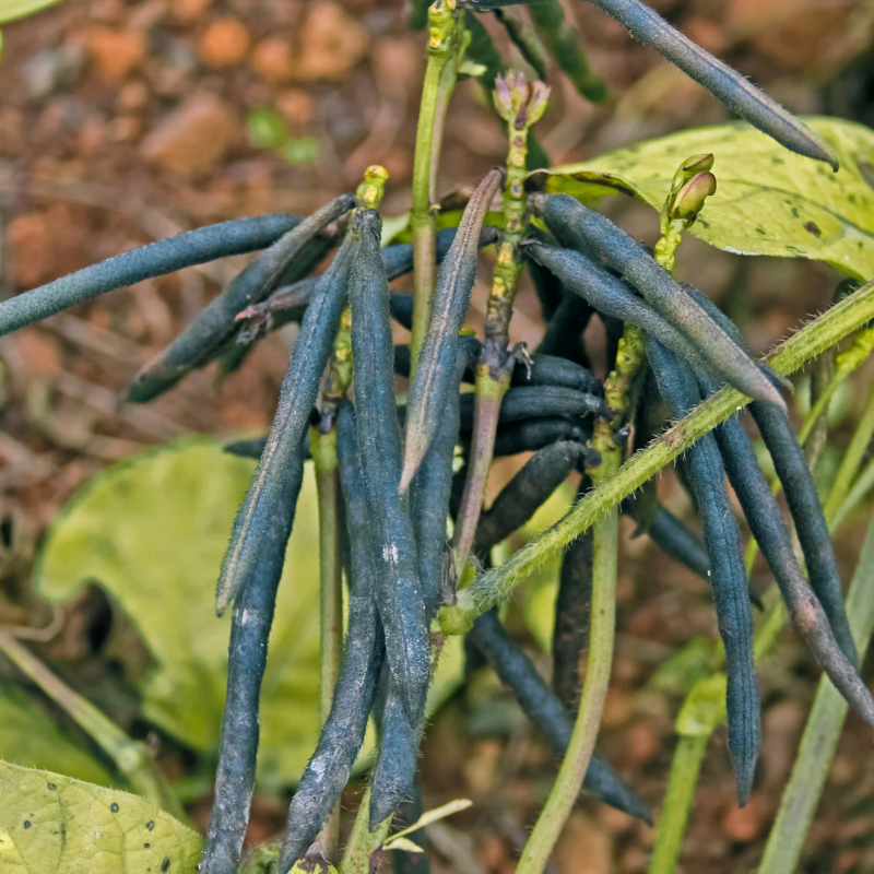 Vigna radiata, Green Moong Dal, Mung Bean - 100