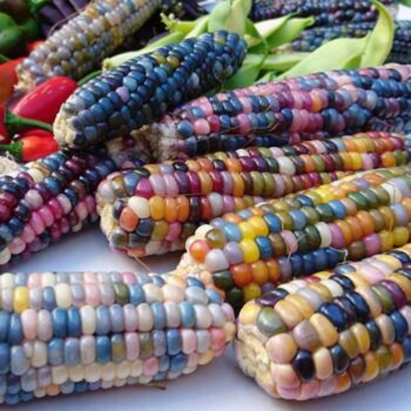 Multicolor Aztec Corn Seeds, Rainbow Maize, Glass Gem Corn - 10