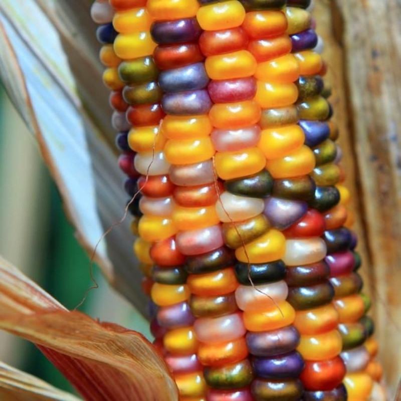 Multicolor Aztec Corn Seeds, Rainbow Maize, Glass Gem Corn - 10