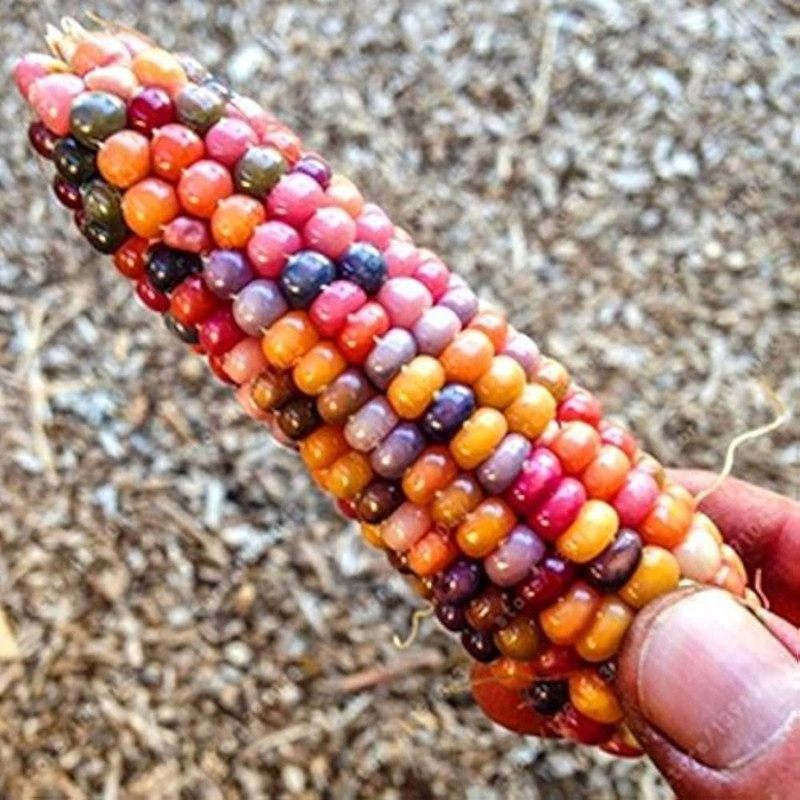 Multicolor Aztec Corn Seeds, Rainbow Maize, Glass Gem Corn - 10