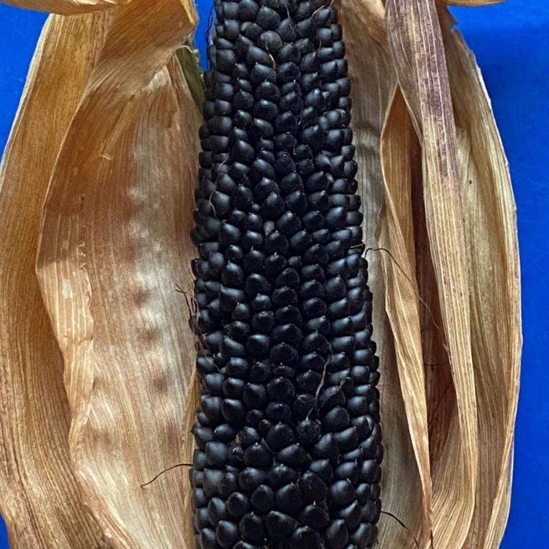 Midnight Black Corn Seeds, Deep Black Maize - 10