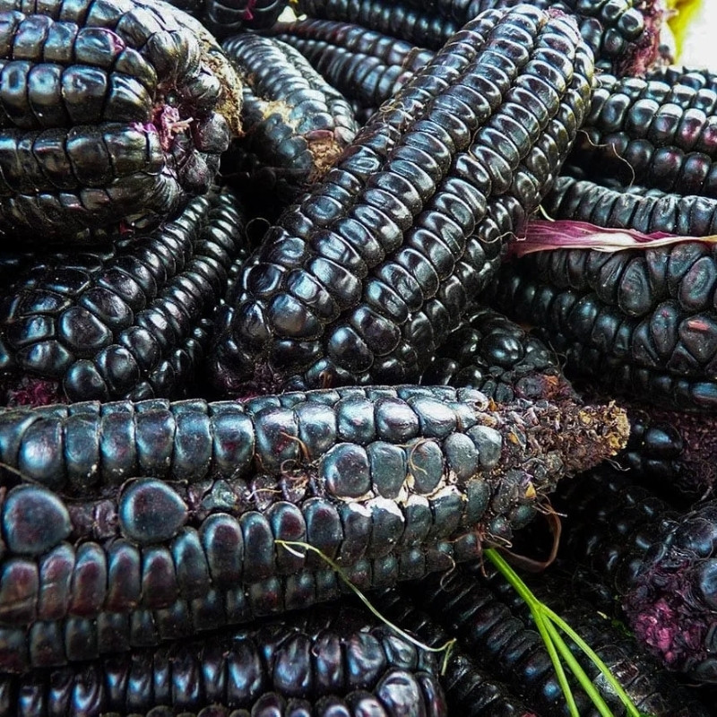 Midnight Black Corn Seeds, Deep Black Maize - 10