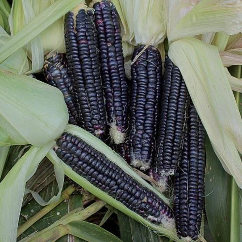 Midnight Black Corn Seeds, Deep Black Maize - 10