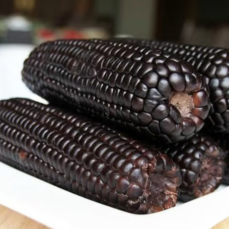 Midnight Black Corn Seeds, Deep Black Maize - 10