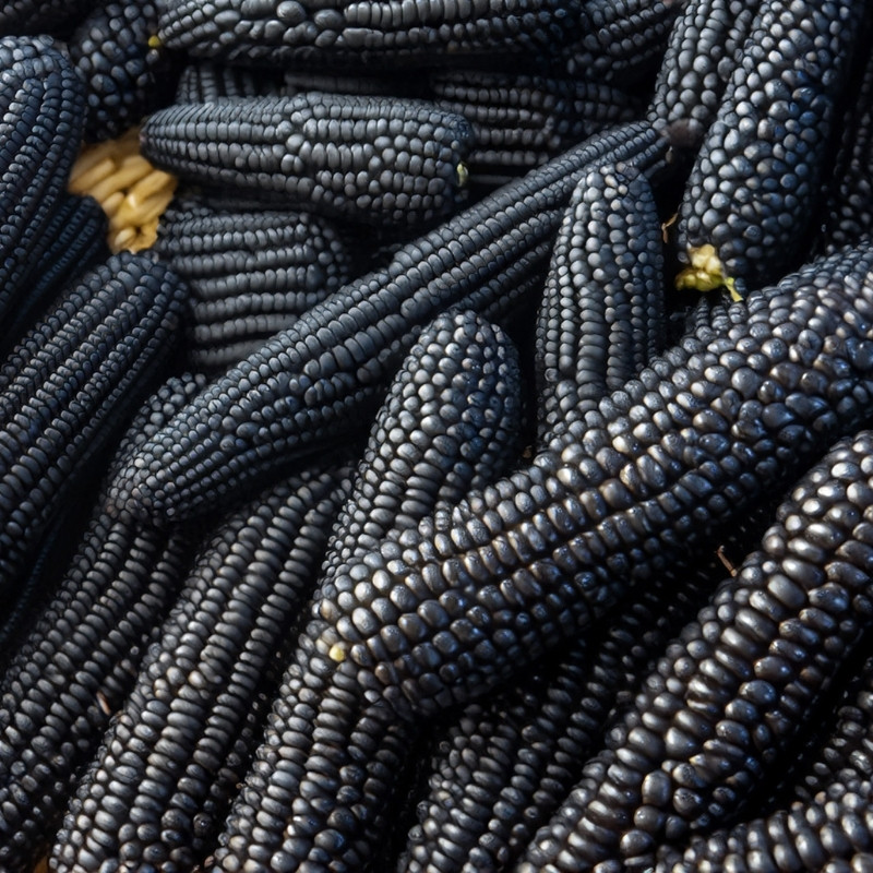 Midnight Black Corn Seeds, Deep Black Maize - 10