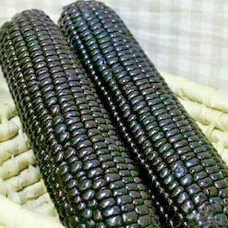 Midnight Black Corn Seeds, Deep Black Maize - 10