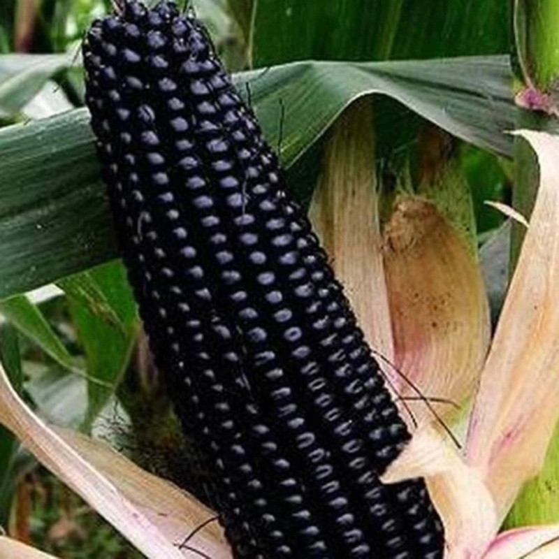 Midnight Black Corn Seeds, Deep Black Maize - 10