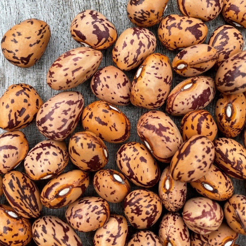 Dalmatian Climbing Beans - 10