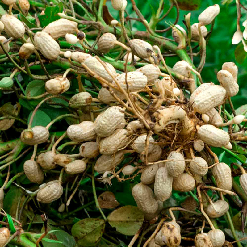 Selected Peanuts seeds - 50