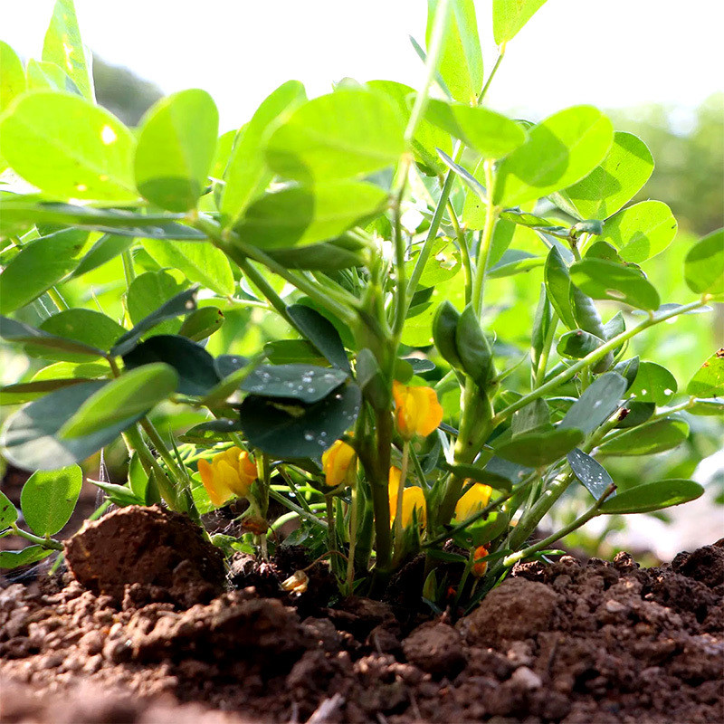 Selected Peanuts seeds - 50