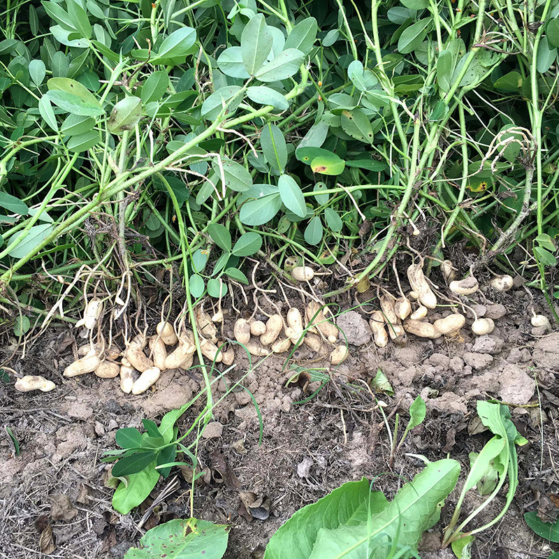 Selected Peanuts seeds - 50