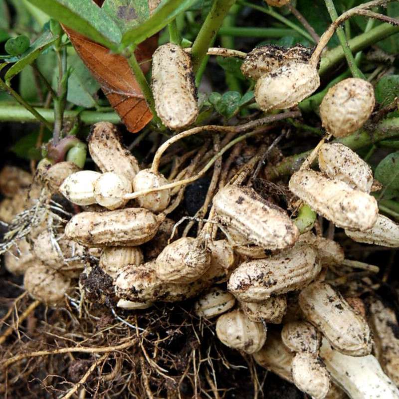 Selected Peanuts seeds - 50