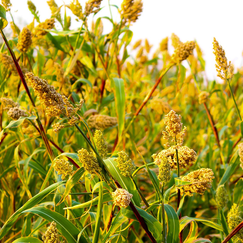Jowar, Sorghum, Milo, Indian millet seeds - 100