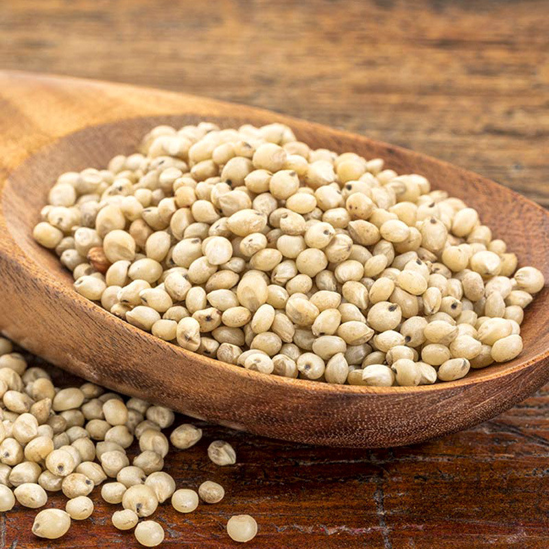 Jowar, Sorghum, Milo, Indian millet seeds - 100