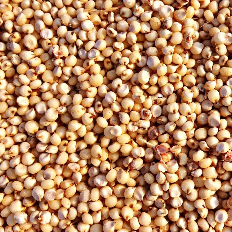 Jowar, Sorghum, Milo, Indian millet seeds - 100