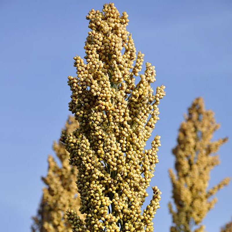 Jowar, Sorghum, Milo, Indian millet seeds - 100