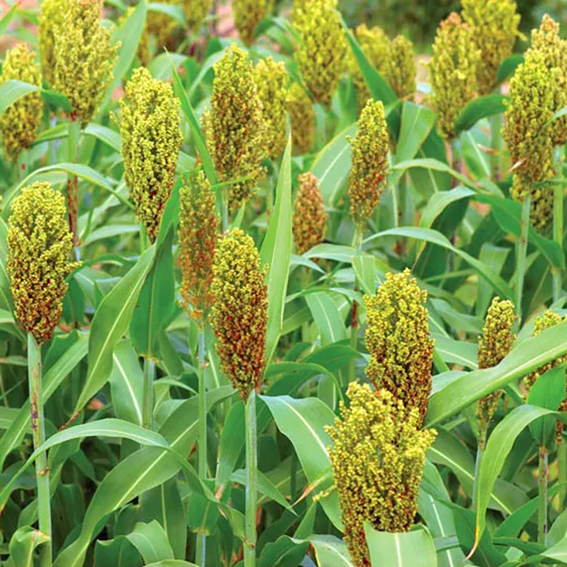 Jowar, Sorghum, Milo, Indian millet seeds - 100