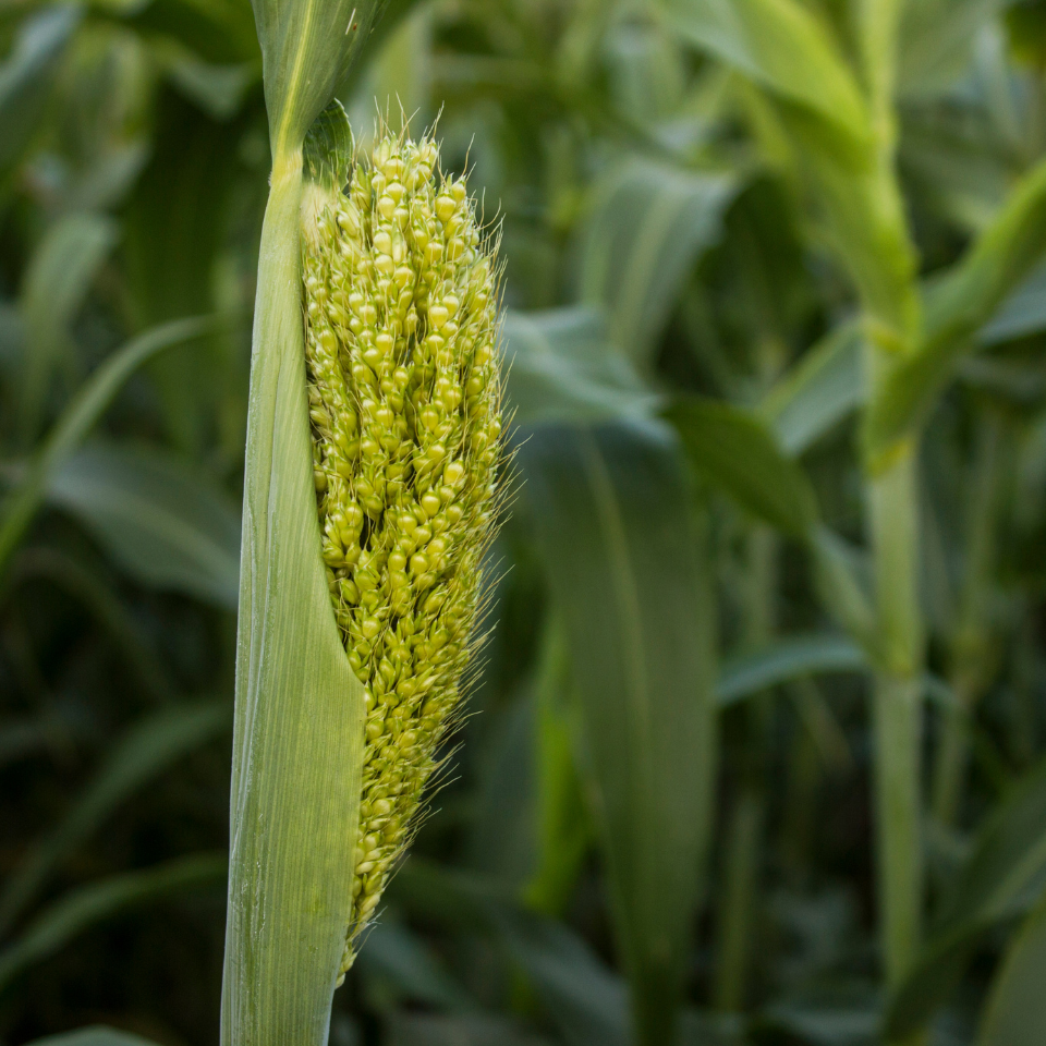 Jowar, Sorghum, Milo, Indian millet seeds - 100